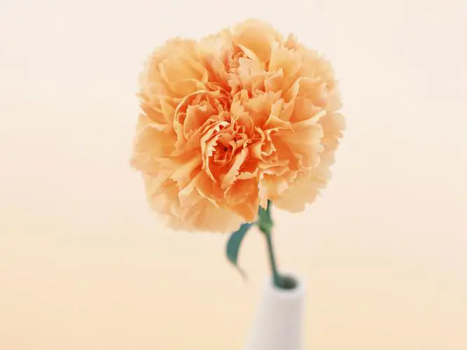 <b>康乃馨的深情花语</b>