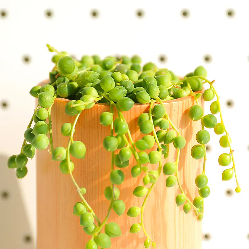 <strong>多肉佛珠怎么养才能饱满通透？</strong>
