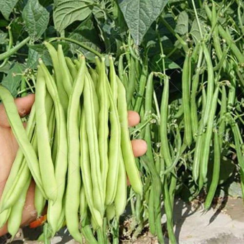 <b>豆角种植产量低的原因是什么</b>