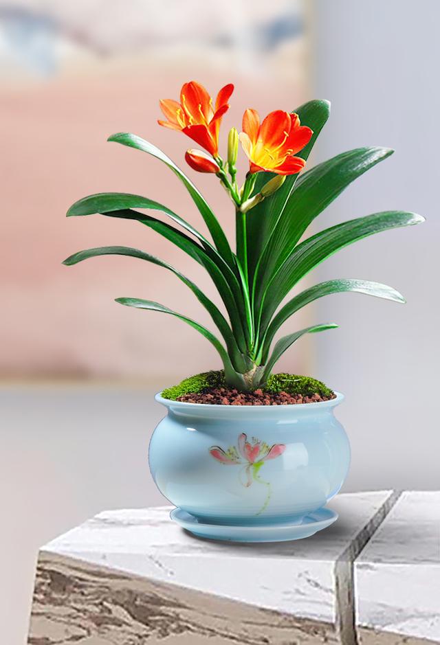 <b>君子兰养了好多年不开花是什么原因</b>