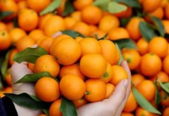 <b>柑橘金桔脐橙沃柑怎么分别？</b>
