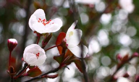 蝶形花科有哪些常见花卉?