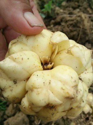 食用百合和观赏百合有什么区别