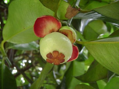 <b>山竹种植技术和适宜气候条件是什么</b>