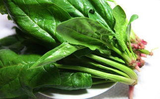 <b>菠菜种植技术和管理方法分享</b>
