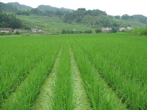 <strong>农业种植套种搭配方案介绍</strong>