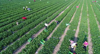 农业种植套种搭配方案介绍