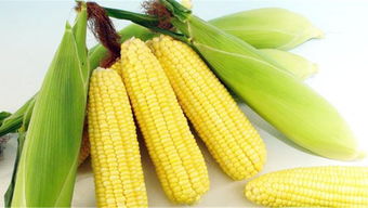 <b>夏玉米种植栽培管理技术要点分享</b>