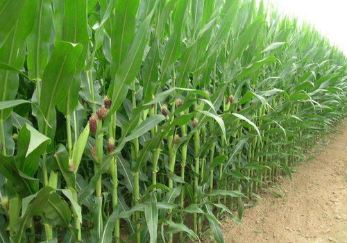 香菇玉米套种高产栽培技术与管理方法