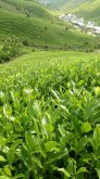 <b>茶叶可以在自己院子里中吗？怎么种？什么品类比较好</b>