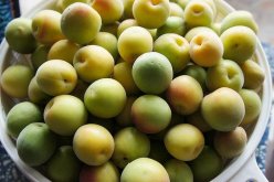 <b>梅子怎么驱虫，不打药</b>