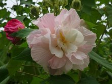 <b>芙蓉花可以放在客厅吗？</b>