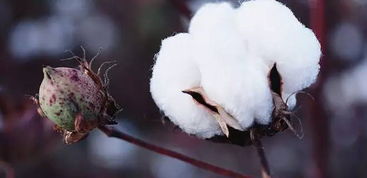 <b>棉花一次播种保全苗多少株</b>