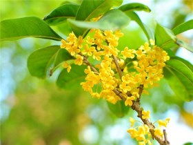 <b>桂花栽培技术与管理方法分享</b>