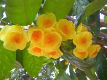 <b>金花茶可以种在哪里？怎么种更好？</b>