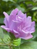 <b>木槿适合和什么一起搭配种植</b>
