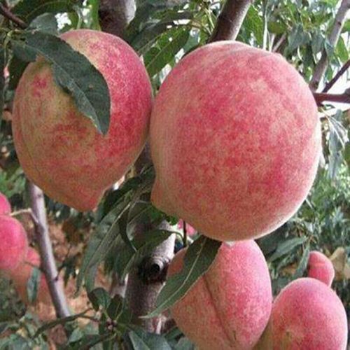 <b>水蜜桃树叶片发黄卷曲原因和解决方法</b>