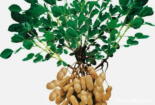 <b>花生后期早落叶的原因及防治方法</b>