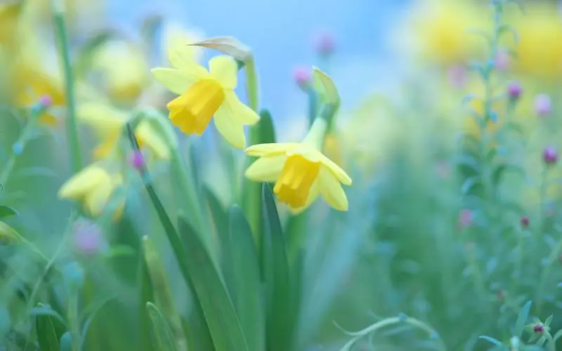 水仙花的花语寓意和唯美诗句欣赏
