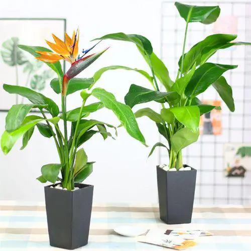 室内花卉盆栽长势不好怎么补救