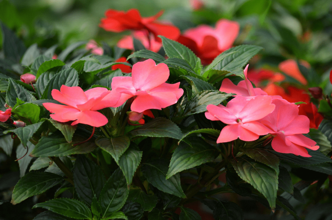 <b>凤仙花夏季养护方法和管理技巧</b>