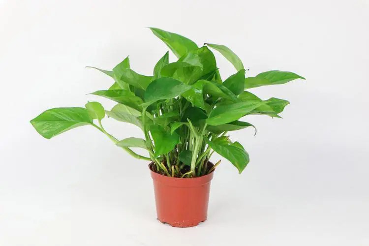 <b>室内绿萝盆栽种植条件和养护技巧方法</b>