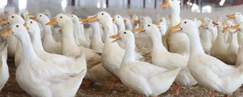 <b>肉鸭养殖快速生长育肥方法有哪些</b>