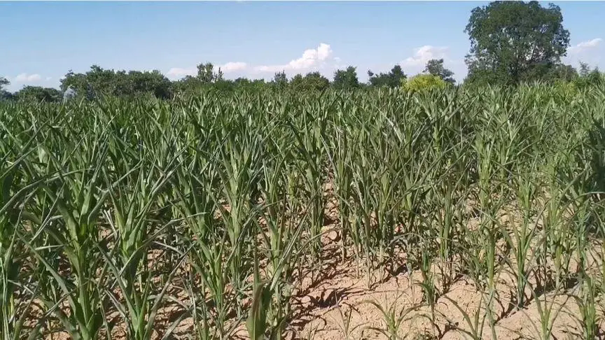 <b>夏季高温天气对玉米种植有什么危害怎么预防减少损失</b>