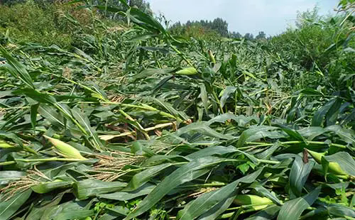 <b>玉米密植化防倒伏技术种植方法和管理注意事项</b>