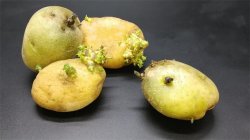 <b>土豆发芽了可以切块种在土里吗？怎么种</b>