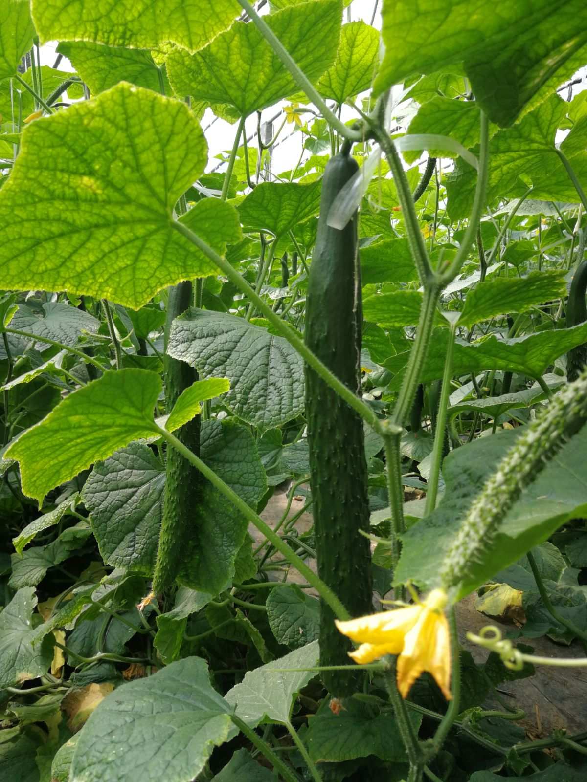 黄瓜开花后还能吃吗?