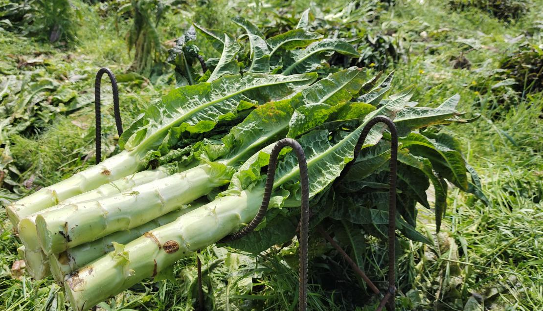<b>莴笋种植生态条件及种植管理技术方法</b>