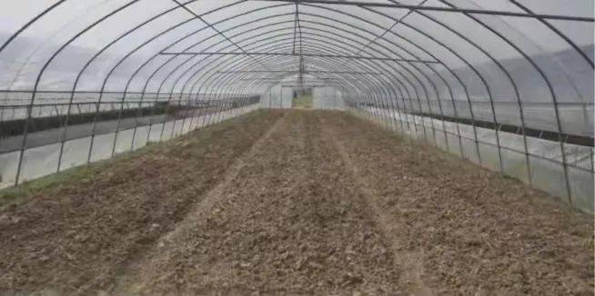 大棚种植最新高温闷棚方法技术规范标准