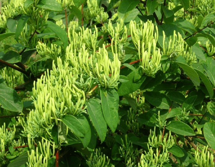 <strong>金银花的种植方法及田间管理技术事项</strong>