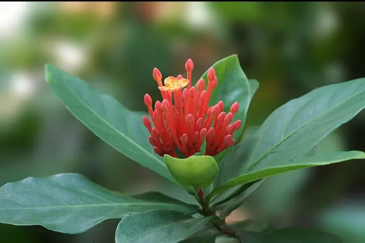 <strong>龙船花开,好运自来-龙船花的花语和寓意象征</strong>