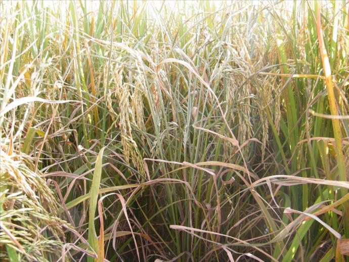 <b>水稻黄叶枯萎是什么原因及防治技术指南</b>