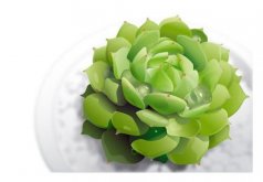 <b>宝石花可以多少天不浇水</b>