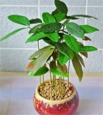 <b>桂圆盆栽种植技巧</b>