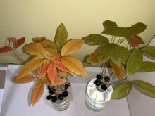 <b>水培桂圆盆栽种植技巧</b>