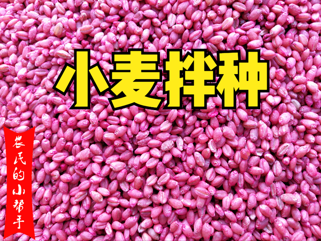 <strong>怎么用磷酸二氢钾和小麦拌种及技术注意事项</strong>