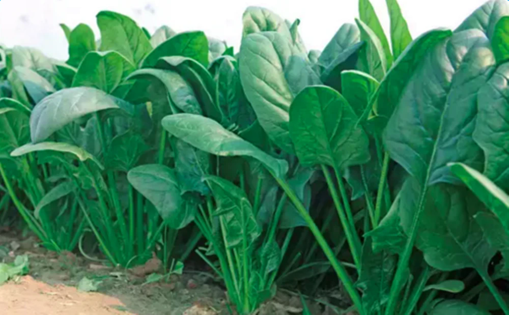 <b>菠菜种植密度标准要求和高产技术方法</b>
