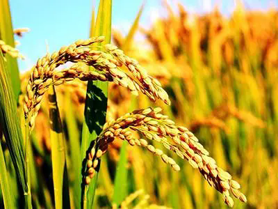 <b>水稻种植什么时候排水最好及方法技巧</b>