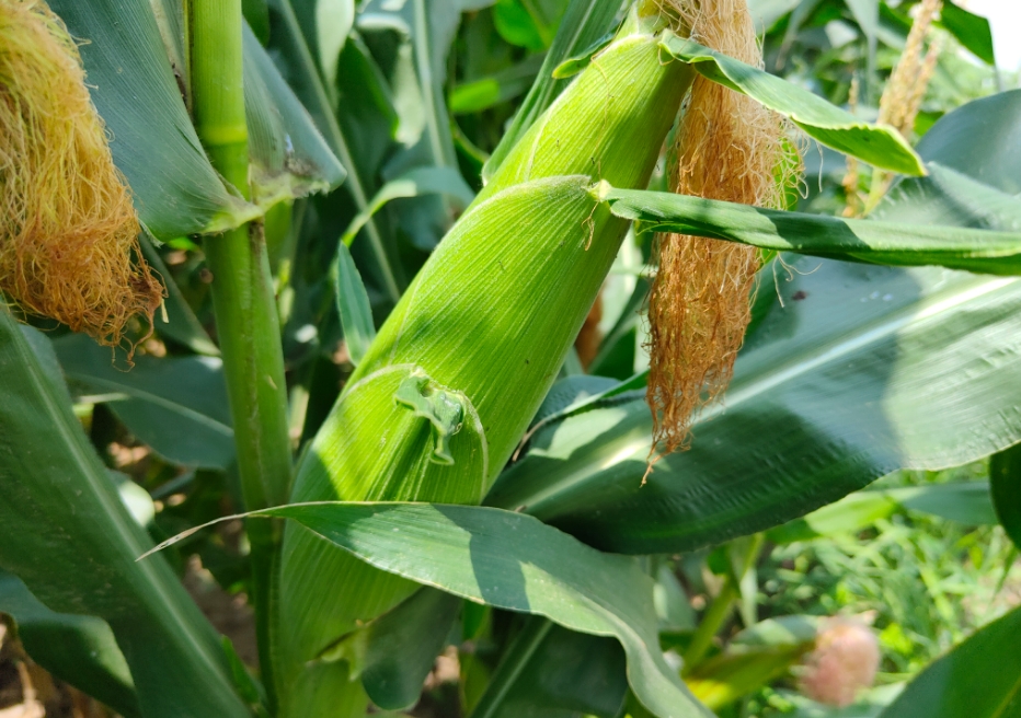 <b>玉米种植钾肥的使用时期和技术方法</b>
