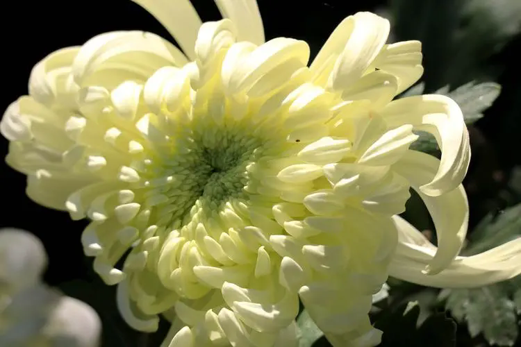 <strong>菊花花语大全和代表寓意和象征</strong>