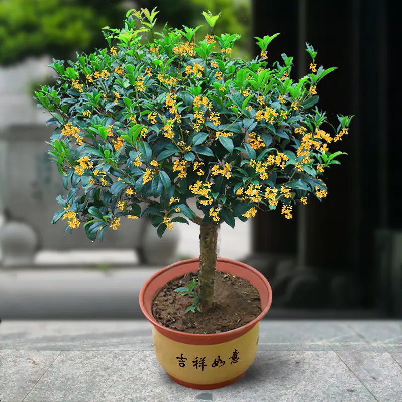阳台桂花树盆栽养护方法和注意事项