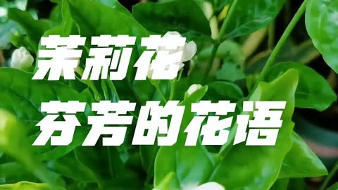 <strong>茉莉花的花语和盆栽茉莉花家庭养殖方法</strong>