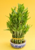 <b>富贵竹室内盆栽种植技巧</b>