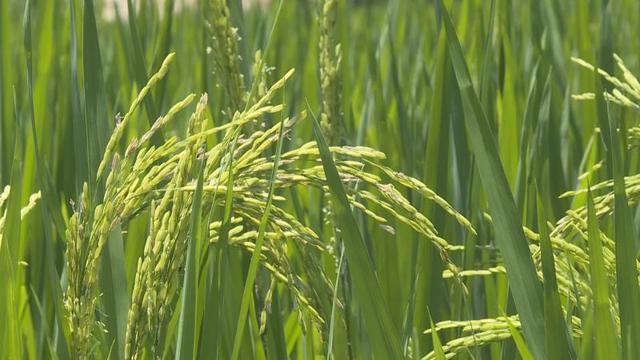 <b>水稻抽穗期病害防治方法及管理要点有哪些</b>
