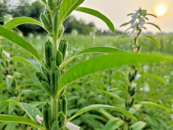 <b>芝麻种植需要什么条件及芝麻种植技术方法介绍</b>