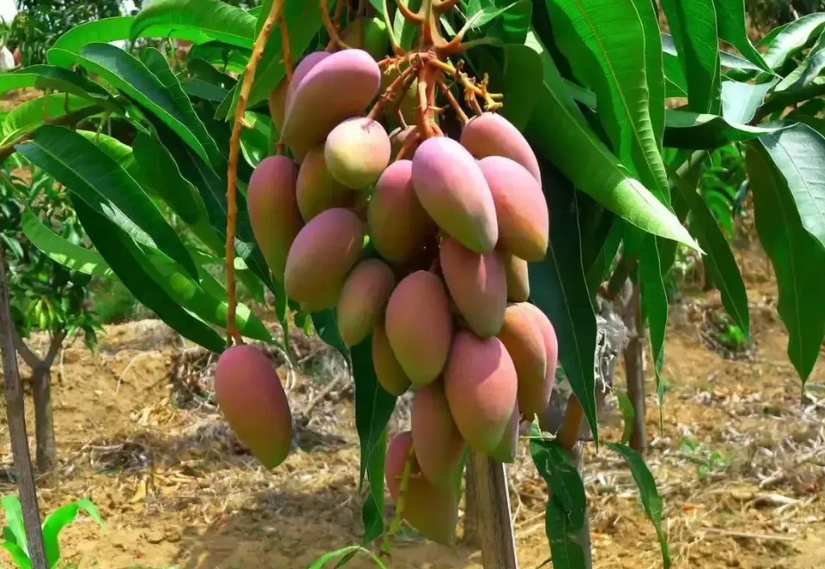 <b>芒果种植气候条件要求和日常管理要点有哪些</b>